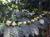 Papua New Guinea Lamari Green Coffee Beans
