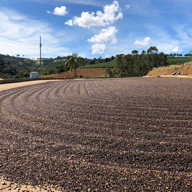 Brazil Fazenda Campestre Nº 109